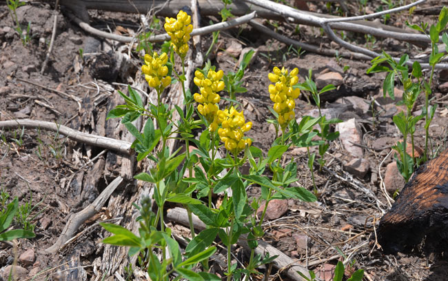 Thermopsis divaricarpa, Spreadfruit Goldenbanner